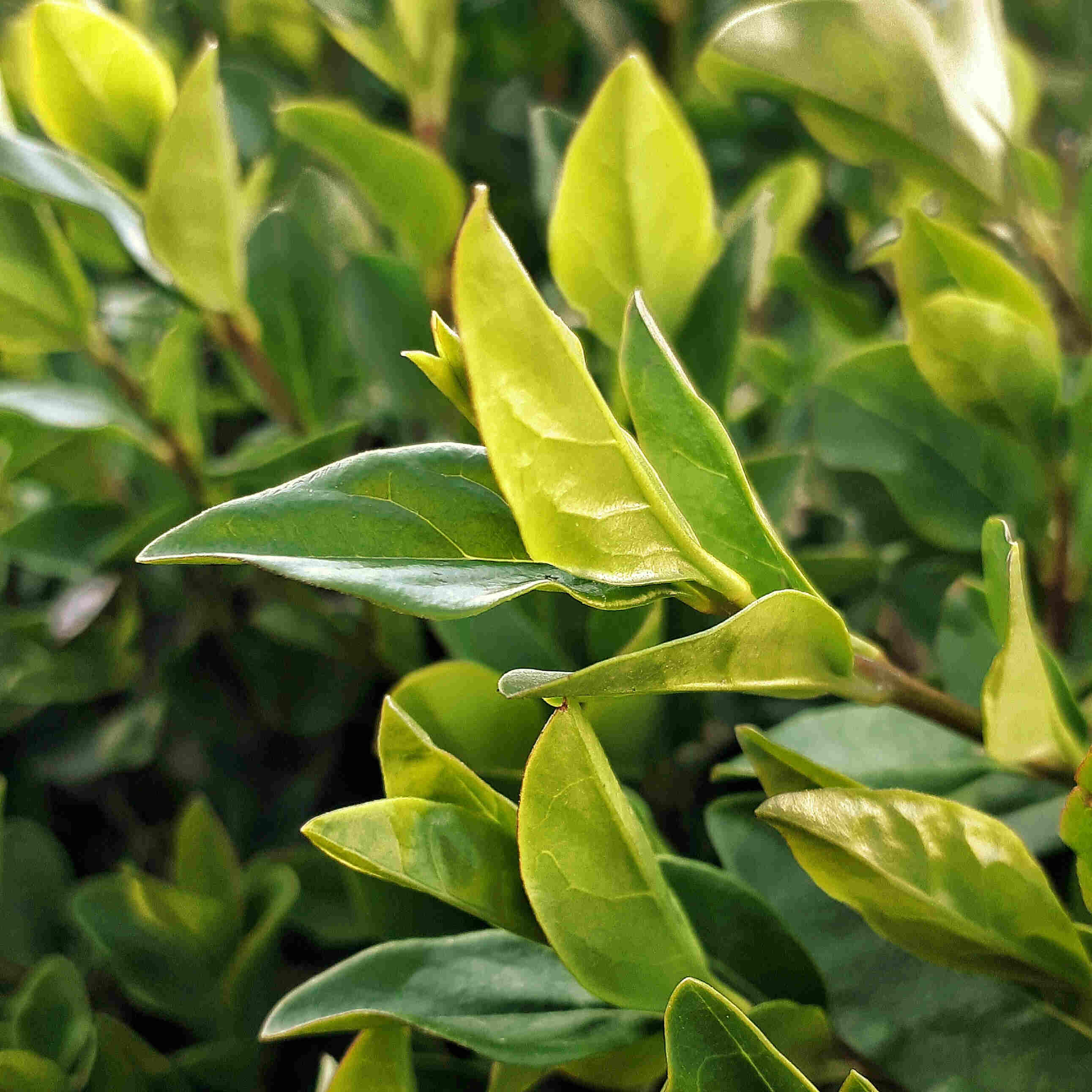 Green Tea - Ingredients - BAMandBOO Grounded Skincare Azores