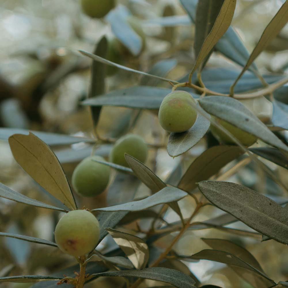 The Azores - Grounded Ingredients - Virgin Olive Oil - BAMandBOO Grounded Skincare Crafted in the Azores